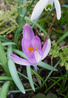 Crocus tom ro. ...  4.3.17 003.jpg