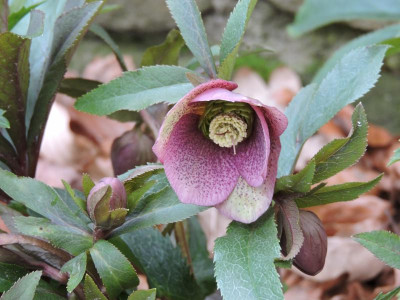 DSCN6502.JPG