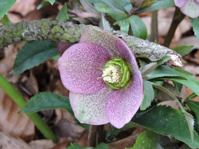 DSCN6504.JPG