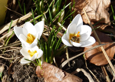 2017-03-04 Crocus 'Ard Schenk'.jpg