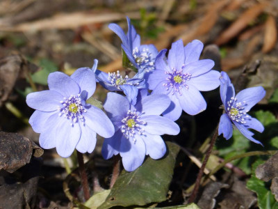 2017-03-04 Hepatica 'Blumenstadt Erfurt'.jpg