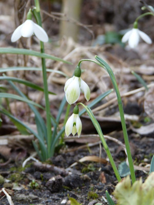 2017-03-04 Galanthus 'Cowhous Green' 2.jpg
