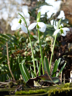 2017-03-04 Galanthus 'Merlin'.jpg