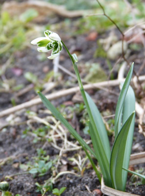 2017-03-04 Galanthus 'Blewbury Tart'.jpg