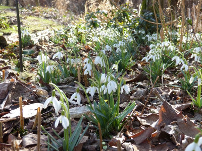 2017-03-04 Galanthus 1.jpg