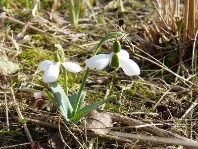 2017-03-04 Galanthus elwesii Findling.jpg