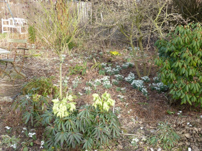 2017-03-04 Garteneinblick 3.jpg