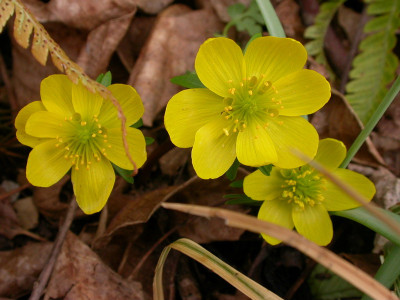DSCN8375 Eranthis rotstielig lang.jpg