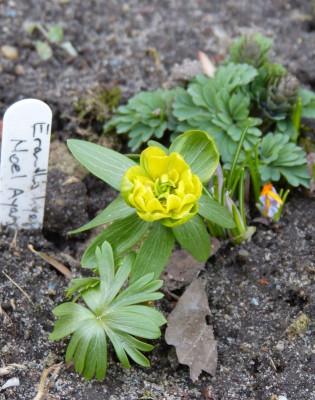 2017-03-04 Eranthis 'Noel Ayres'.jpg