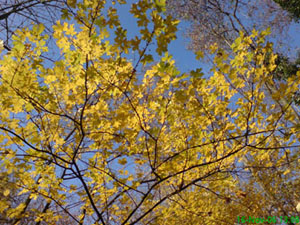 baume_nov_2006.JPG