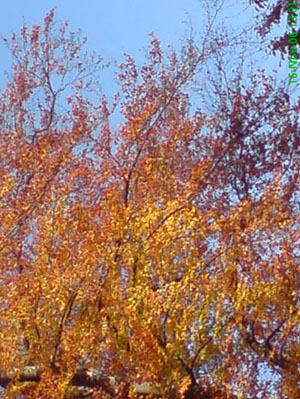 baume_nov_2006_2.JPG
