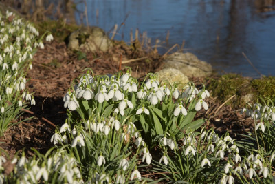 galanthus_elwesii_morgen.jpg