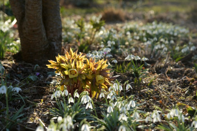 helleborus_ashwood_bluete.jpg