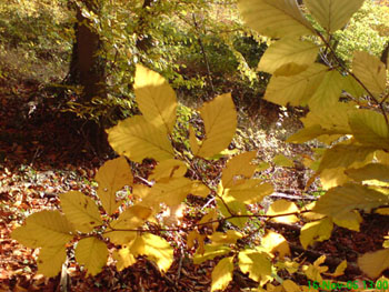 baume_nov_2006_3.JPG