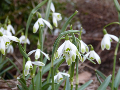 2017-03-04 Galanthus 'Viridapice'.jpg