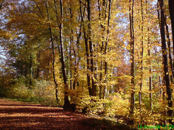 baume_nov_2006_5.JPG