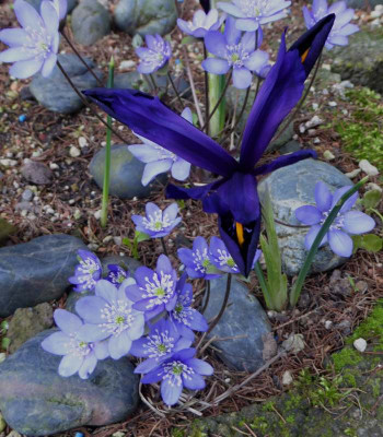 Hepatica nobilis mit Iris reticulata 'Violet Beauty'  ... 4.3.17 039.jpg