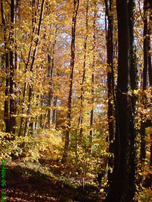 baume_nov_2006_4.JPG