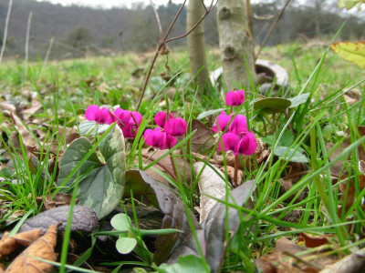 Cyclamen coum shocking pink DSCN8899.JPG