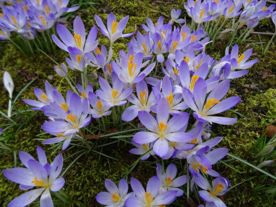 Crocus tommasinianus März 2017.JPG