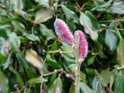 Salix gracilistyla Mt. Aso März 2017.JPG