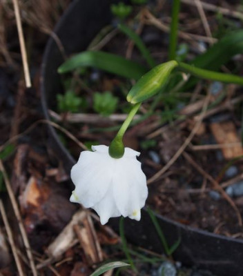 Leucojum2017-half-white.jpg