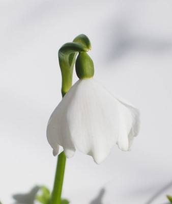 Leucojum-2017-white.jpg