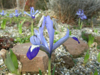 Iris reticulata Clairette v DSCN5931.JPG