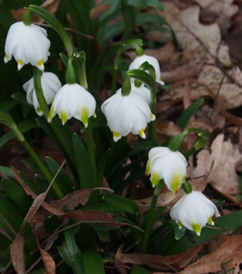 Leucojum Park-grüne Spitzen.jpg