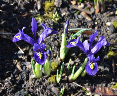 Iris_reticulata-Alida.17-1.jpg