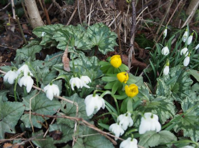 Boron on Cyclamen2017.jpg