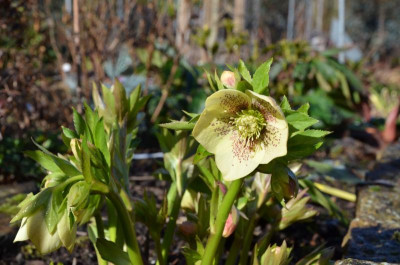 Helleborus-Sämling-FL.17-2.jpg