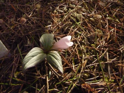 T.nivale pink 4.3.2016.jpg