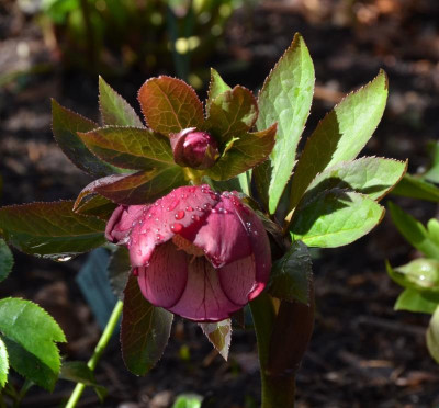 Helleborus-rot-vielleicht.17-2.jpg