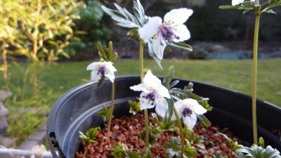 Eranthis p. Sämlinge 14.02.2017.jpg