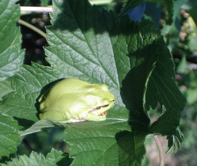 s_IMGP6150_leveli_ribizlin.JPG
