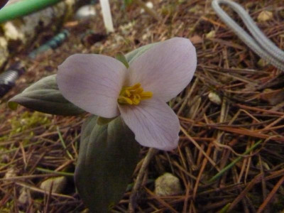 T.nivale pink 05.03.2017.jpg