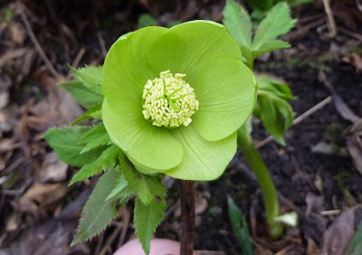 h.odorus 1.bl.jpg