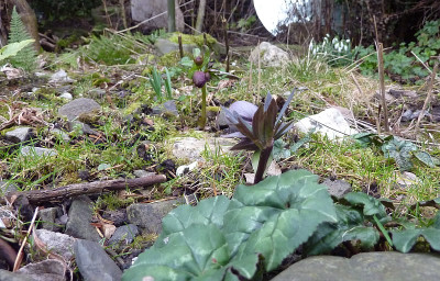 h.species emerging.jpg