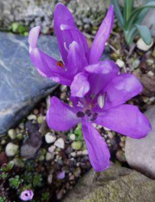 Bulbocododium vernum ...   4.3.17 050.jpg