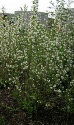 Buga__kleiner_Philadelphus.jpg