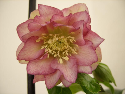 SS853562.JPG
