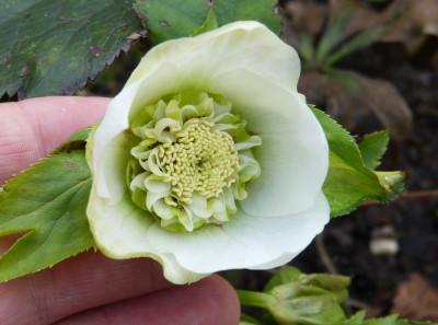 2017-03-05 Helleborus x orientalis.jpg