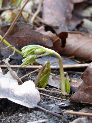 2017-03-05 Anemone nemorosa.jpg