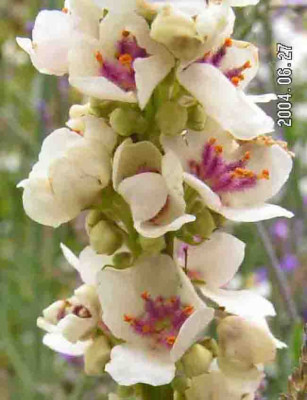 Verbascum_chaixii_album.jpg