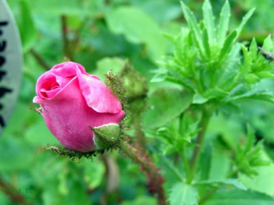 Cristata08.jpg