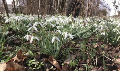 Schneegloeckchen 03-2017.jpg