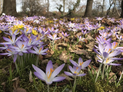 Krokusse 03-2017.jpg