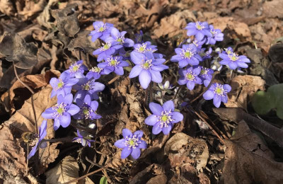 Hepatica hell 03-2017.jpg