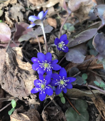 Hepatica dunkel 03-2017.jpg
